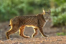 Great News For Rare Iberian lynx Cats!