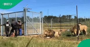 viral video of men feeding lions