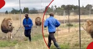 viral video of men feeding lions